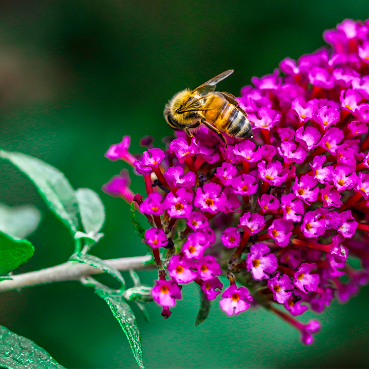 Bee on purple flower