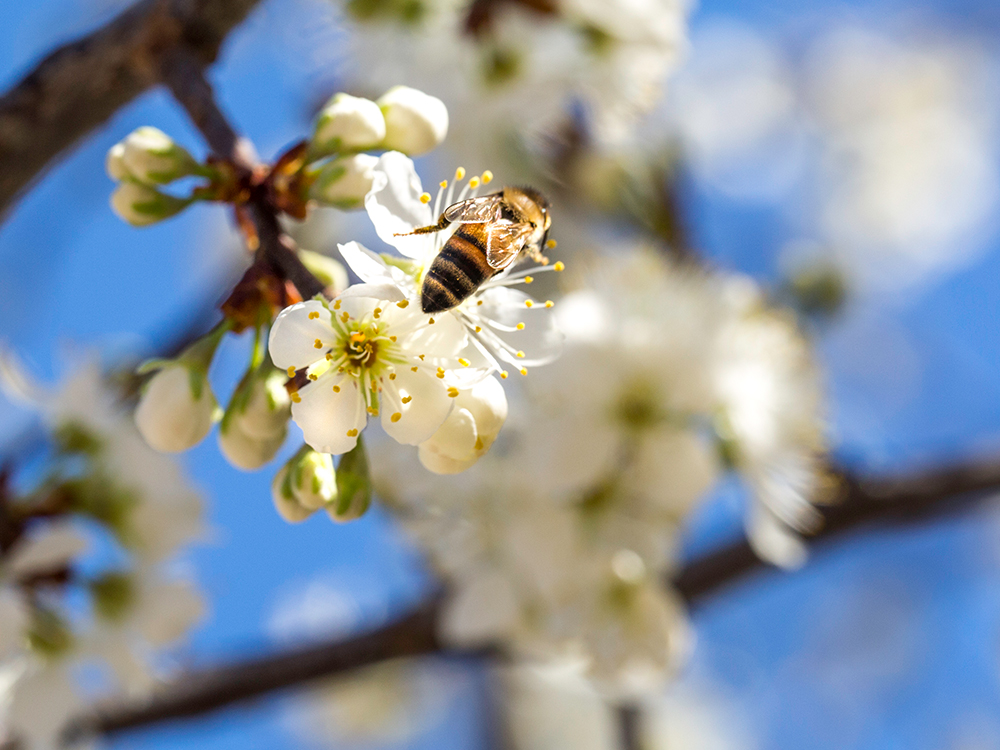 Bee on a flower